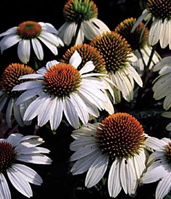 trvalky, nazývané též třapatkovky, latinsky echinacea purpurea.