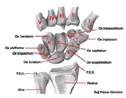 Karpální kosti (obr. 2) jsou tvořeny celkem osmi krátkými kostmi, které jsou uspořádány do dvou příčných řad. Představují jednu šestinu délky ruky.