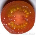 Chemické složení rajčat Významný zdroj: lykopen, vitamin C, β-karoten, minerální látky