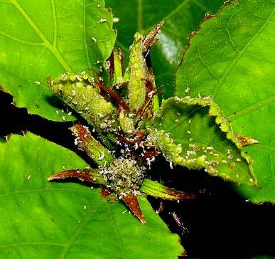 Trigger, biologická ochrana pomocí Aphidius