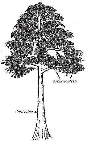 Evoluce gymnosperm na konci devonu začaly mít některé rostliny parametry semenných rostlin Archaeopteris heterosporní strom, který vytvářel