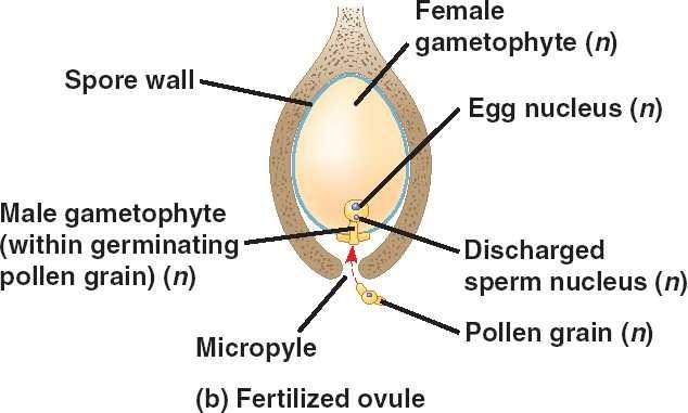 Ovulum u