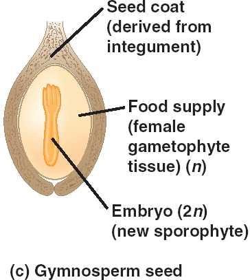 Ovulum u nahosemenných vznik semene semeno =