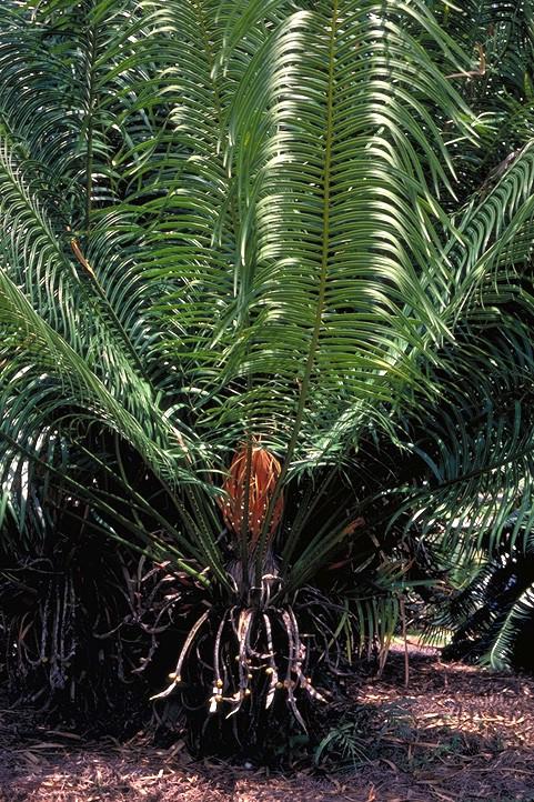 Cycas