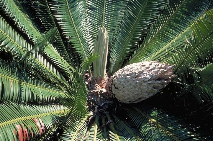 Dioon edule