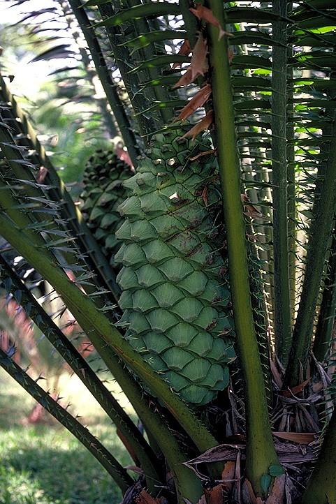 Encephalartos