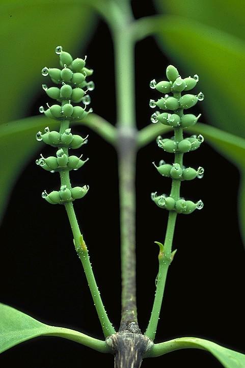 Gnetum sp.