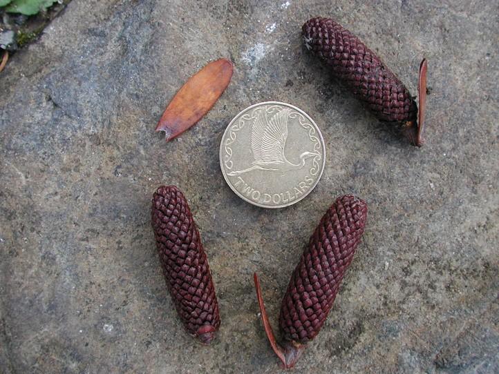 Coniferophyta Araucariaceae