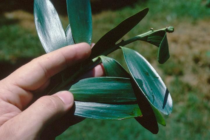 Coniferophyta