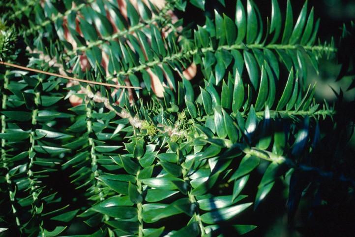 Coniferophyta Araucariaceae