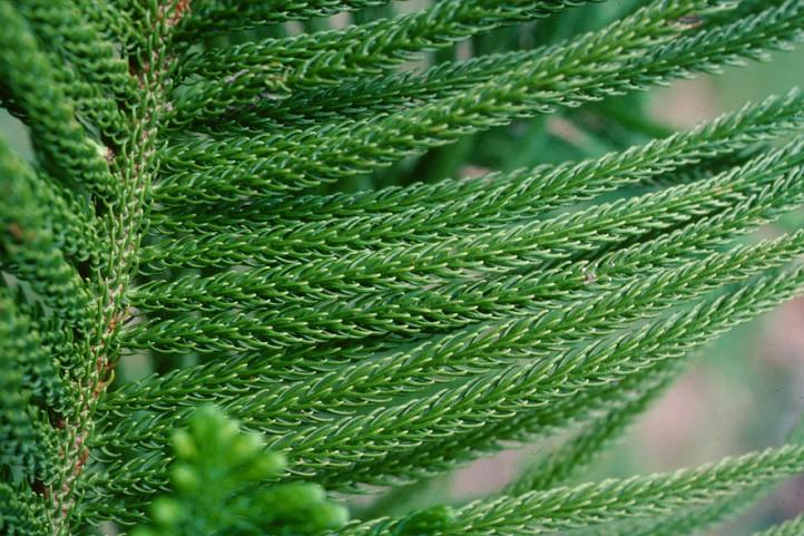 Coniferophyta Araucariaceae