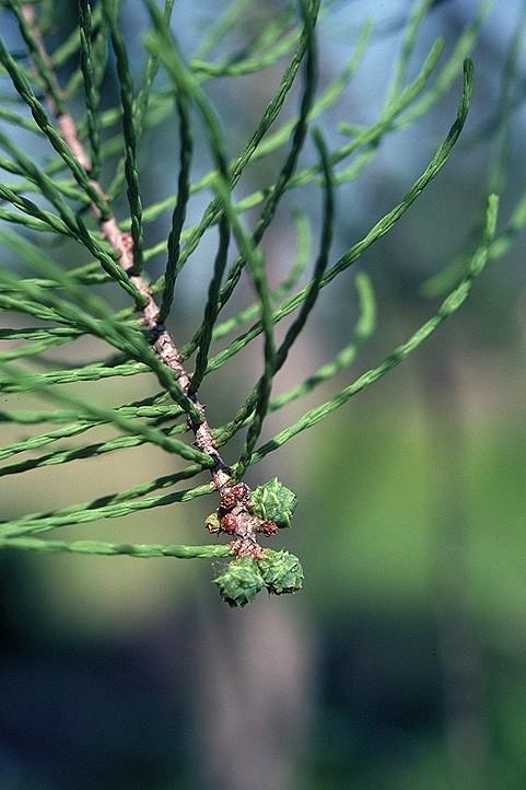 Coniferophyta Cupressaceae