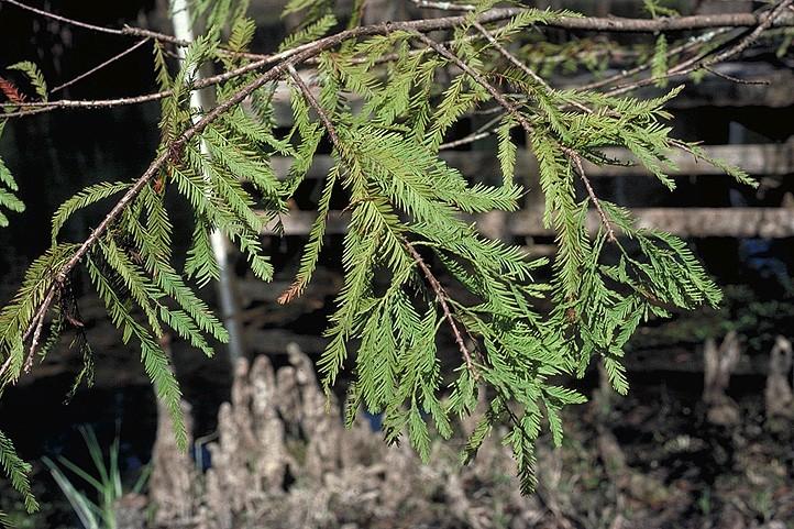 Coniferophyta