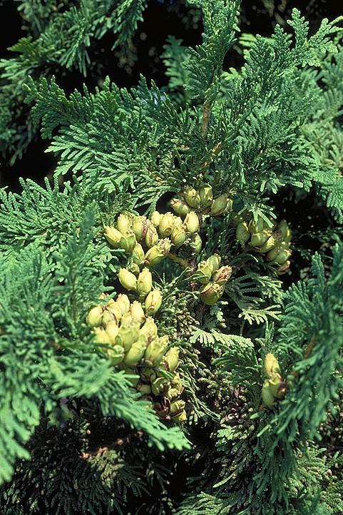 Coniferophyta