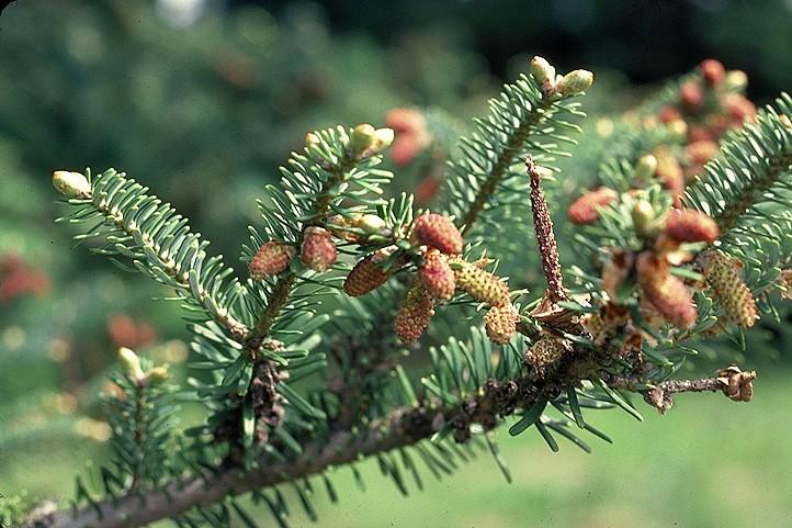 Coniferophyta Pinaceae Abies balsamea