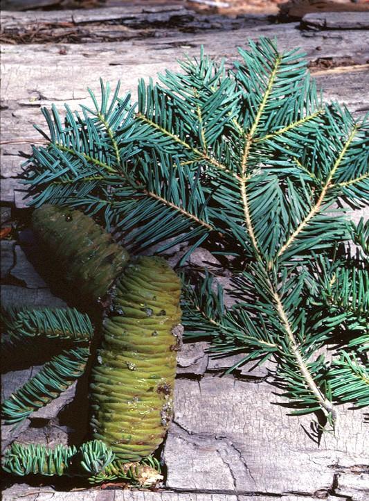 Coniferophyta