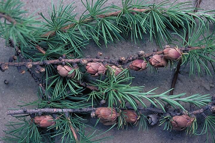 Coniferophyta Pinaceae Larix