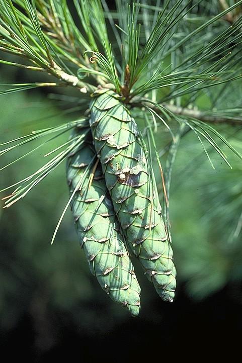 Coniferophyta Pinaceae