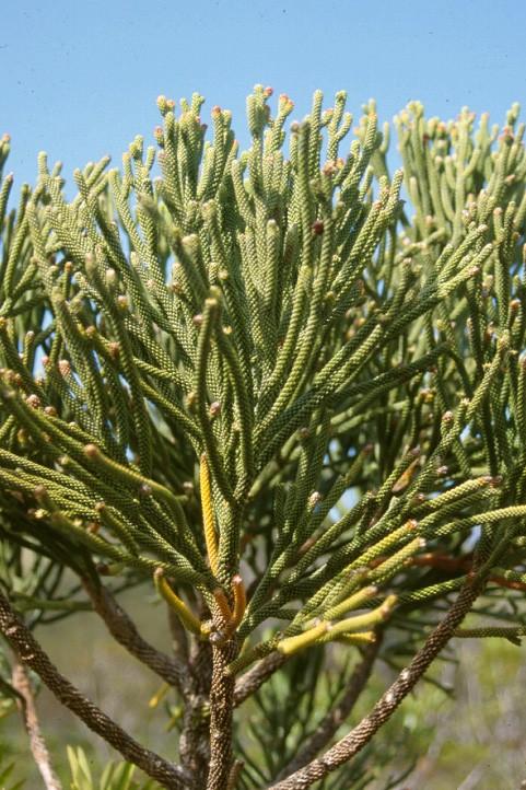 Coniferophyta