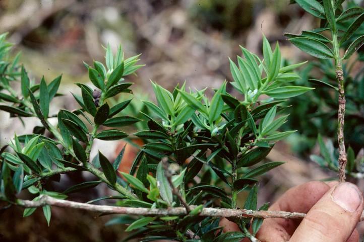 Coniferophyta