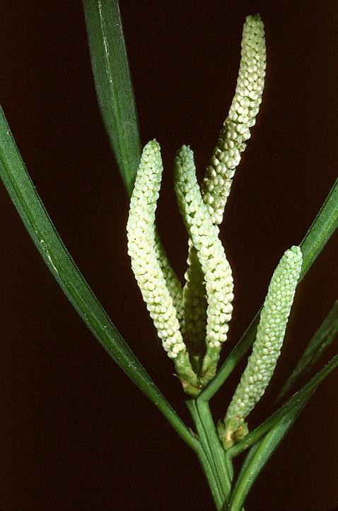 Coniferophyta Podocarpaceae