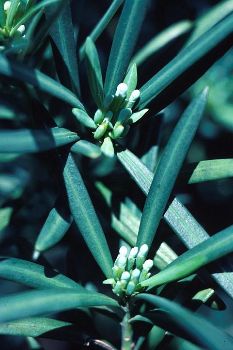 Coniferophyta Podocarpaceae