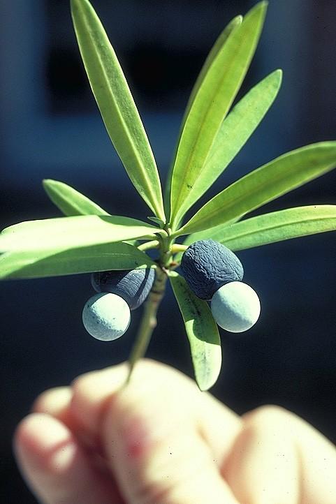 Coniferophyta