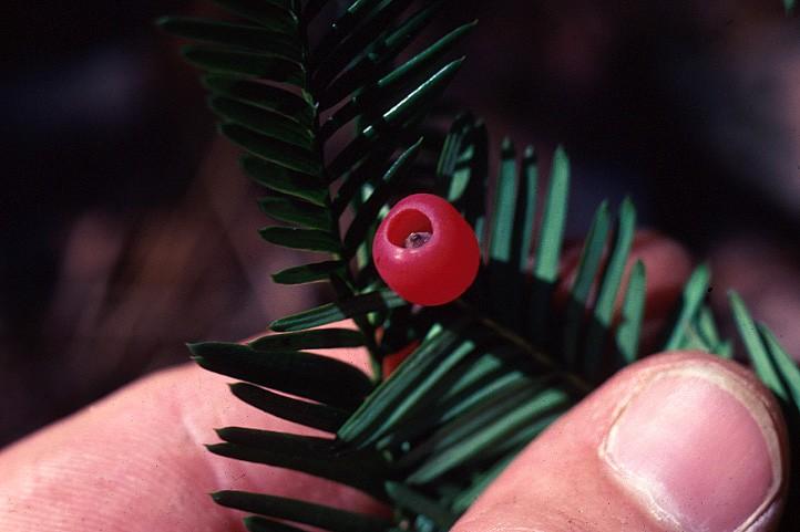 Coniferophyta Taxaceae