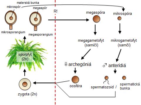 HETEROMORFNÁ HETEROSPÓRICKÁ RODOZMENA spóry sú morfologicky aj fyziologicky rozlíšené na mega- a