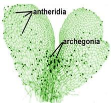 sporangium R!