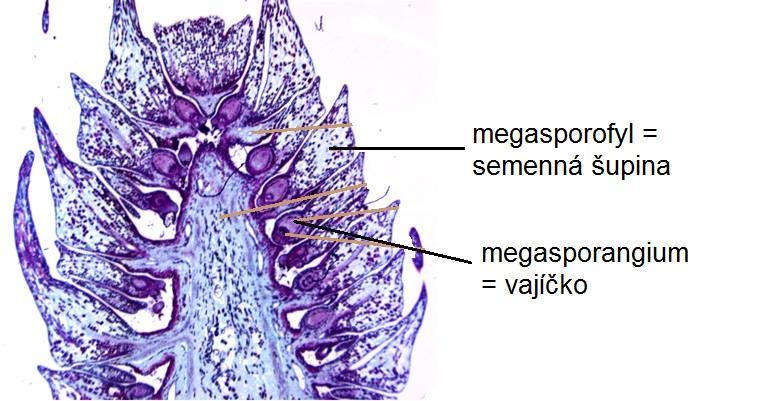 MEGASPORANGIUM: