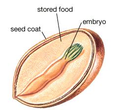 megasporangium archegónium