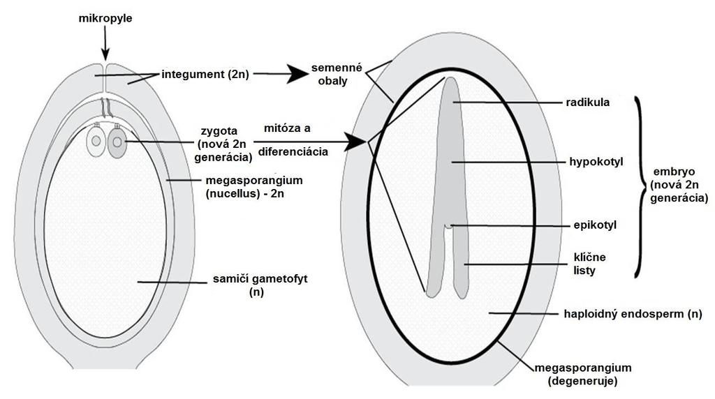 EMBRYO V SEMENE: z gametofytu vzniká