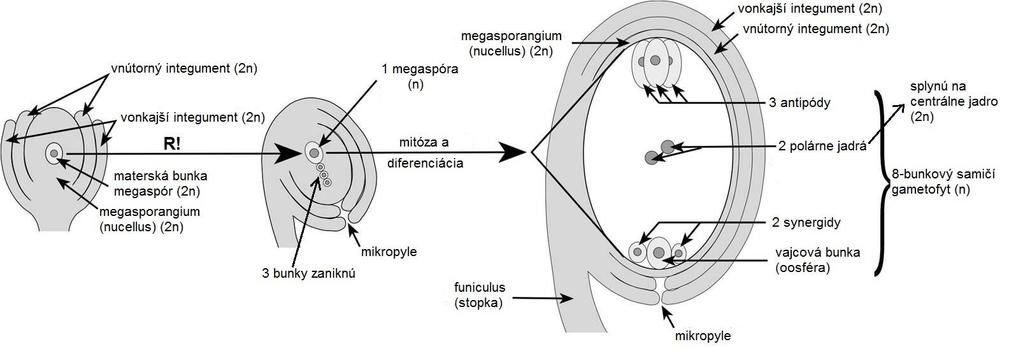 VZNIK MEGAGAMETOFYTU: gametofyt = zárodočný miešok u väčšiny