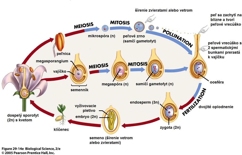 RODOZMENA