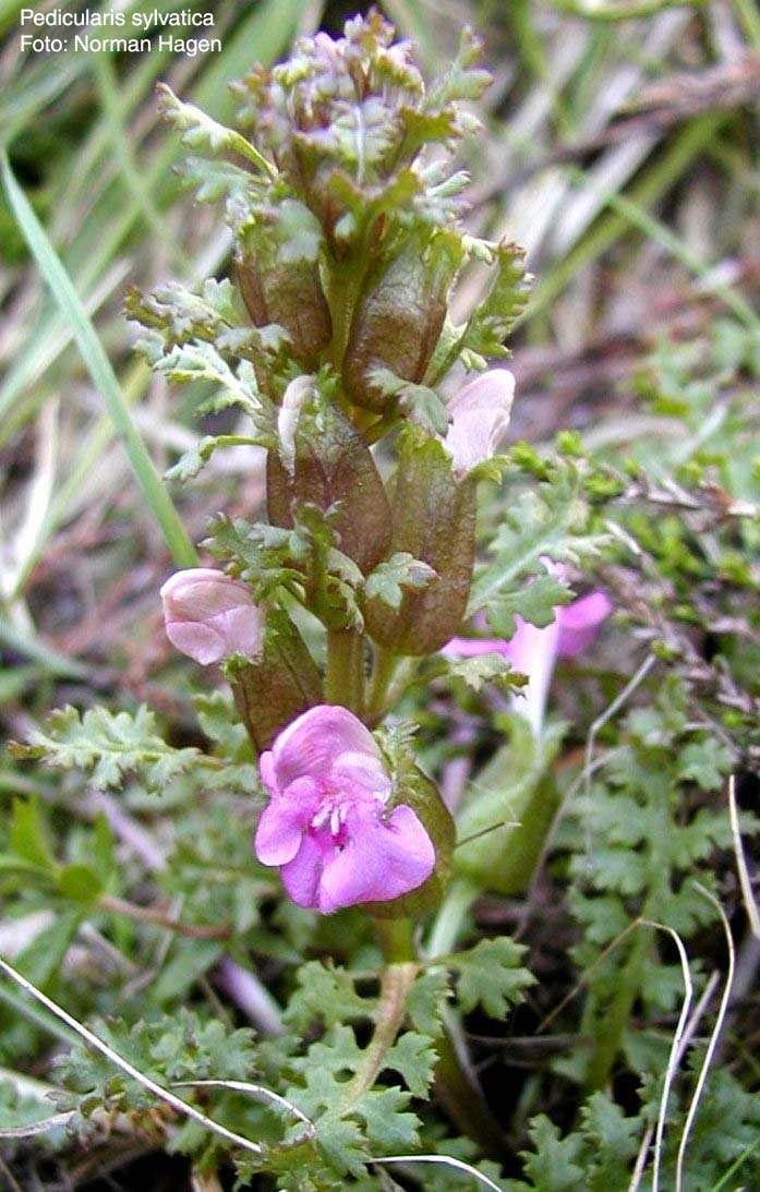 všivec lesní (Pedicularis sylvatica), http://www.