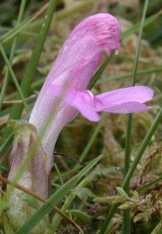 uk/nn-images/0410/041009-pedicularis-sylvatica.