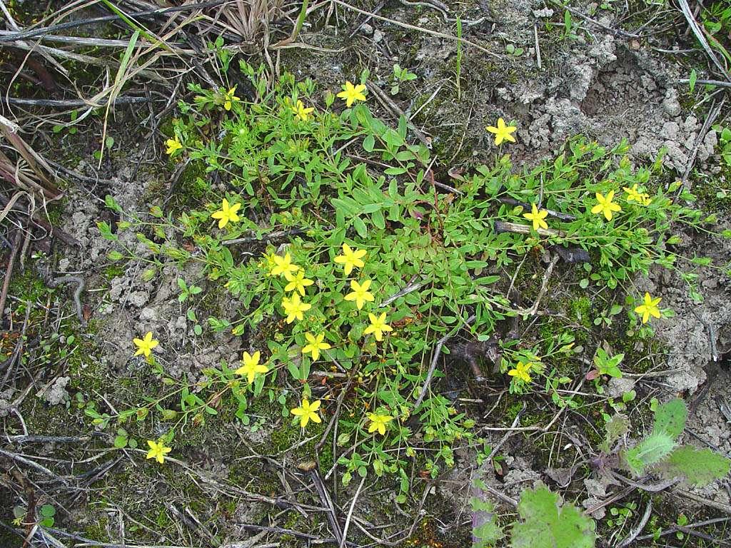 třezalka položená (Hypericum humifusum - roztroušeně, často přechodně i na lesních cestách), http://www.kulak.ac.