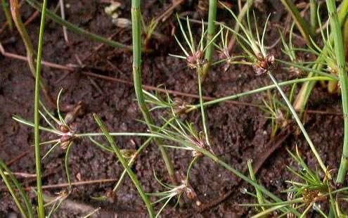 sítina cibulkatá (Juncus bulbosus), hojně na