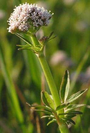 kozlík dvoudomý (Valeriana dioica),