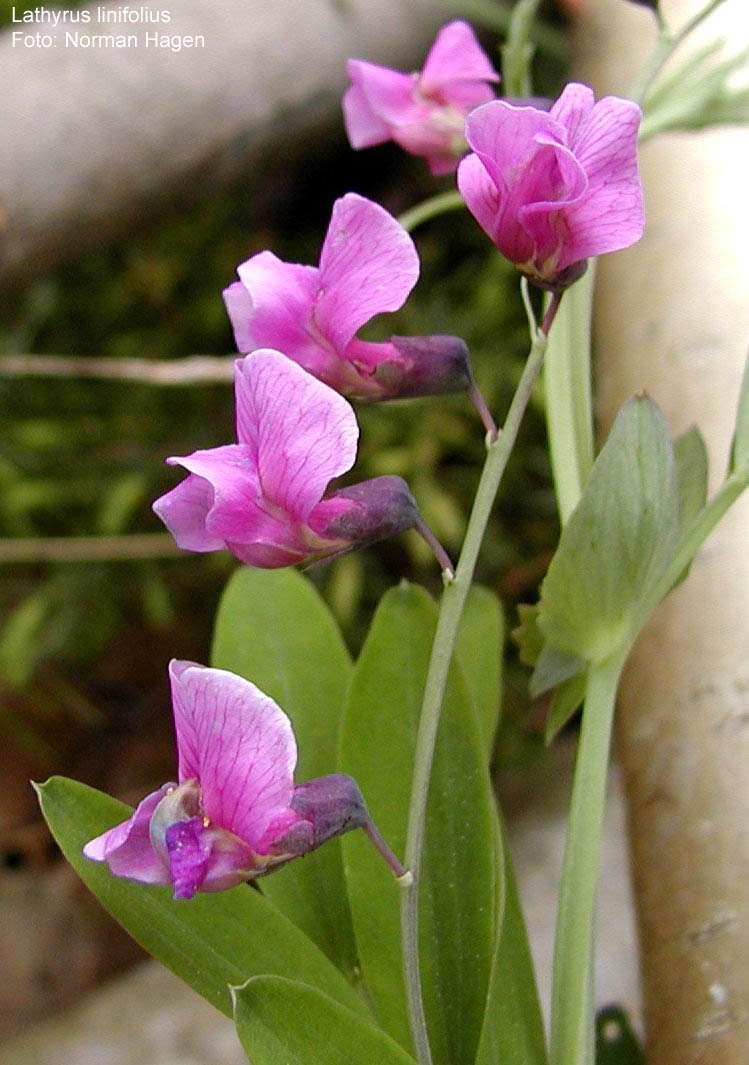 hrachor chlumní (Lathyrus linifolius), http://linnaeus.