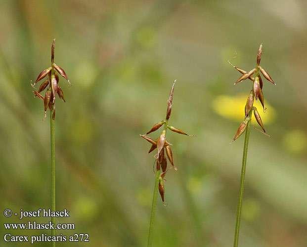 ostřice blešní (Carex pulicaris) http://linnaeus.