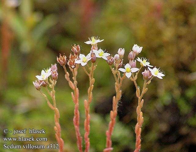 rozchodník huňatý (Sedum villosum - dnes již vyhynulý, naposledy