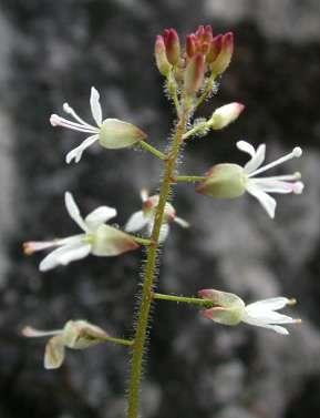 čarovník prostřední (Circaea intermedia). http://www.