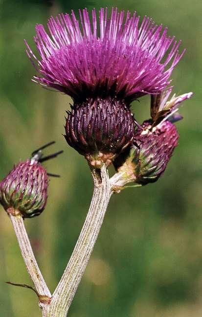 pcháč potoční (Cirsium rivulare - často na vlhkých loukách). http://erick.dronnet.free.