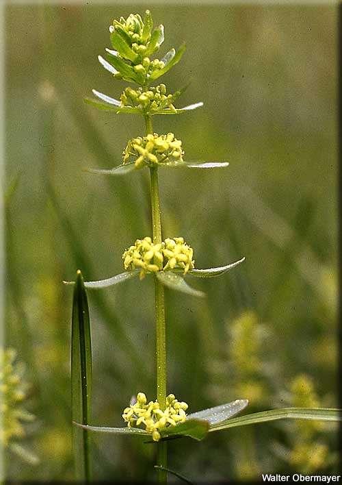 svízelka lysá (Cruciata glabra). http://www-ang.kfunigraz.ac.