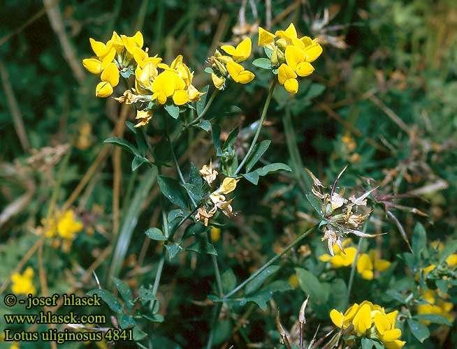 štírovník bažinný (Lotus uliginosus), roztroušeně na vlhkých loukách