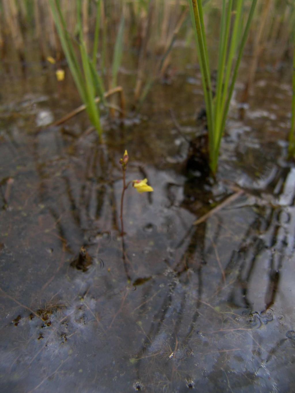 chudokvětá (Carex pauciflora)