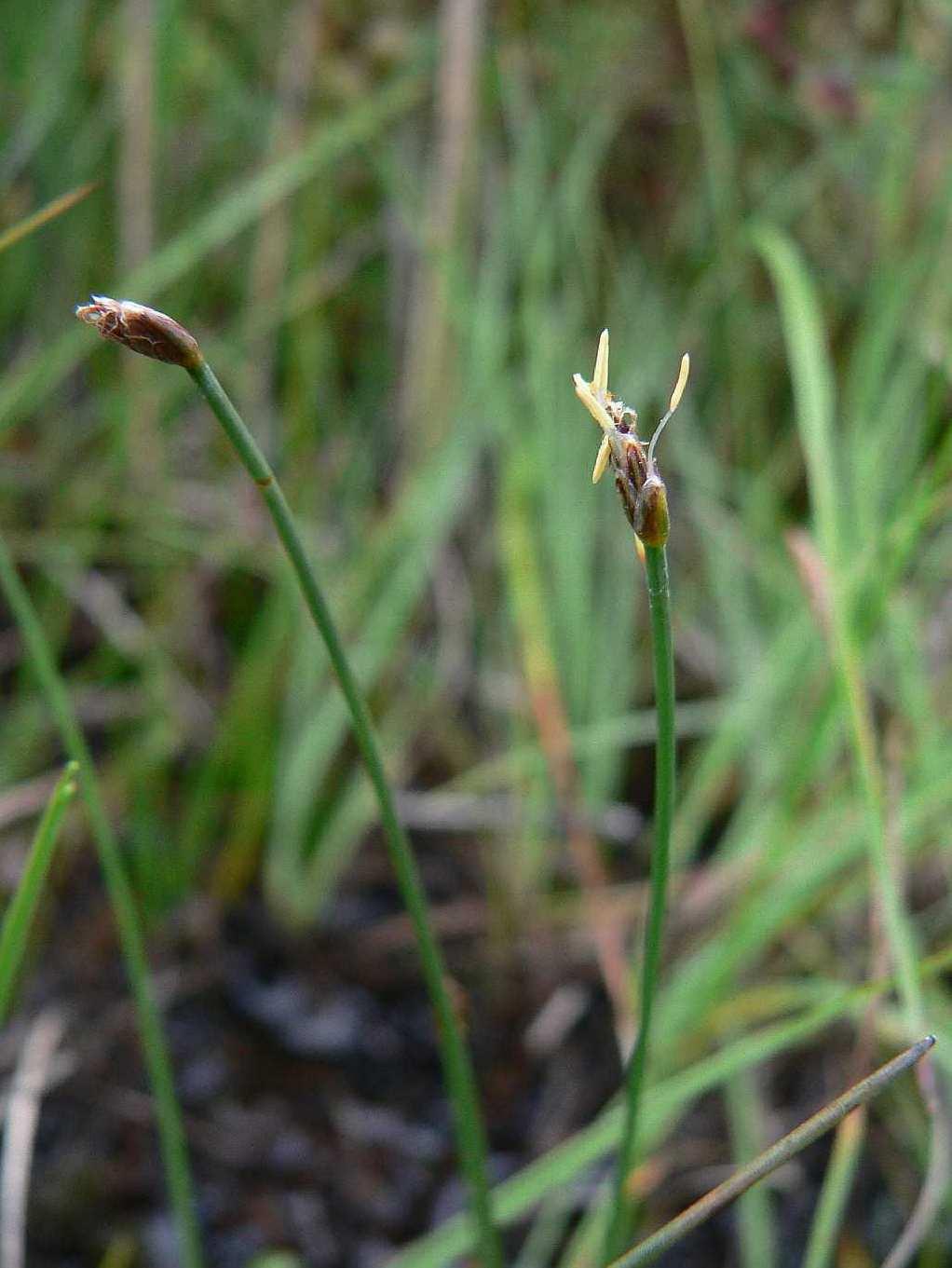 (Trichophorum alpinum) (foto