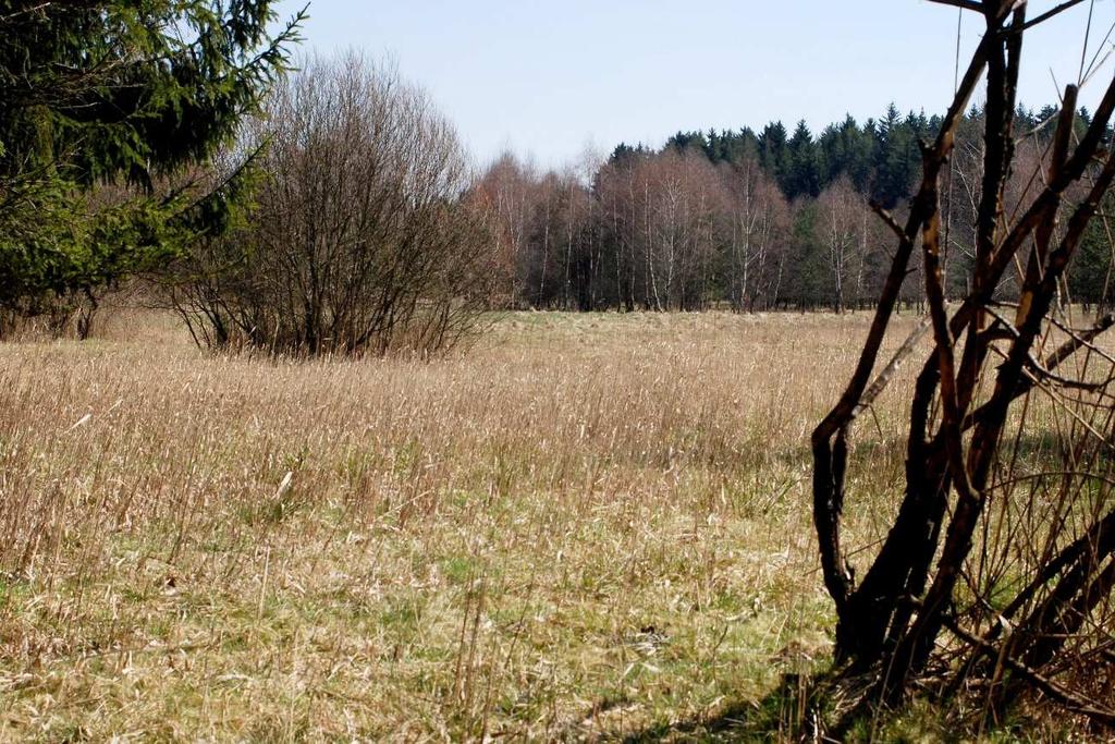 pravém břehu se rozprostírá rašeliniště Chvojnov